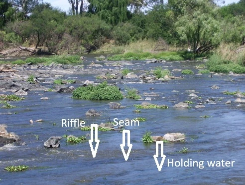 Holding water and seams: where Yellowfish sit just off the main current conveyor belt
