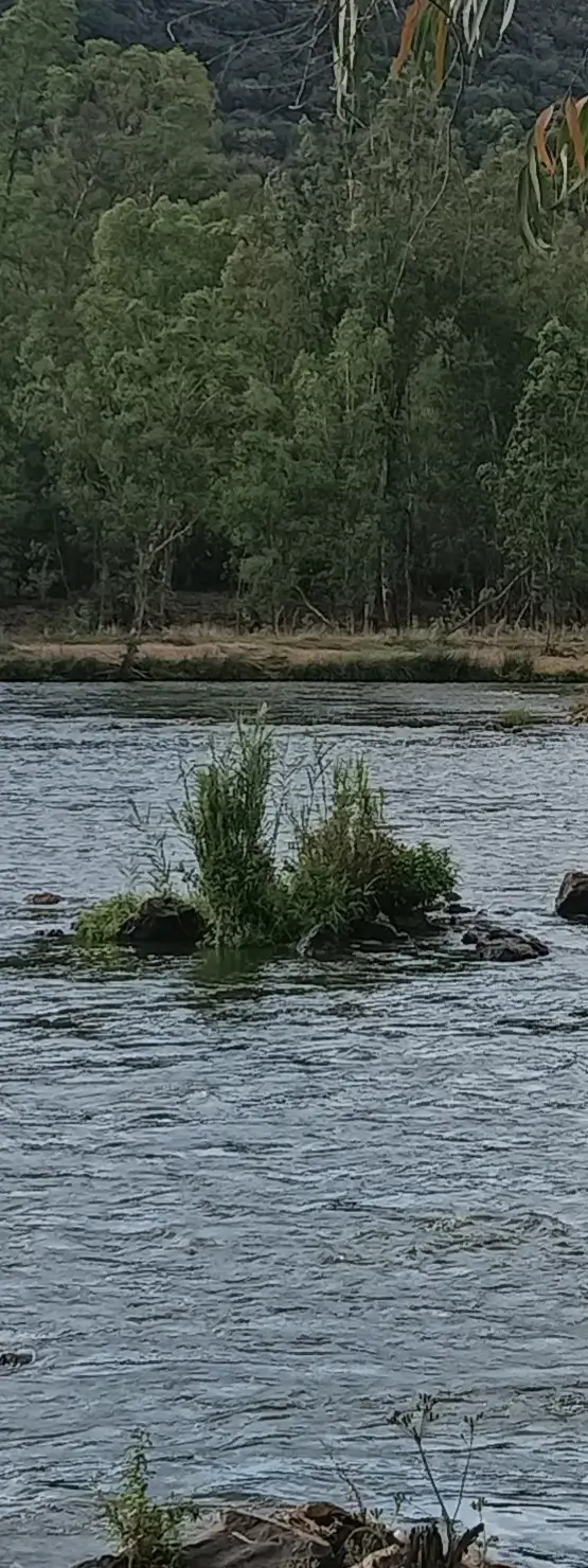 Guided fly fishing on the Vaal River near Parys, South Africa, targeting Smallmouth Yellowfish (Labeobarbus aeneus).
